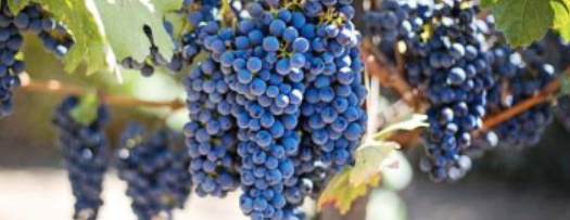 Grapeskin of italian wineyards