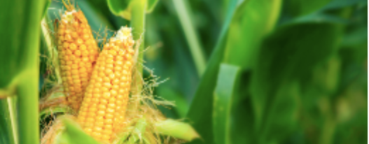 Our VLACE' 95 is also made of CornSkin